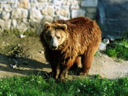 Zwierzęta Tatrzańskiego Parku Narodowego