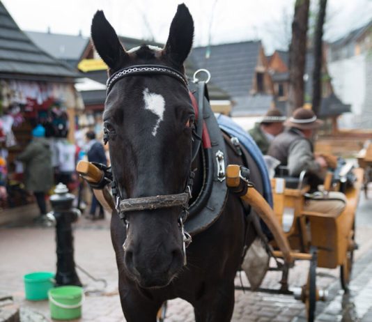 Tanie nocowanie w Zakopanem cz.2