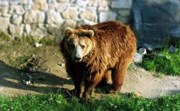 Zwierzęta Tatrzańskiego Parku Narodowego